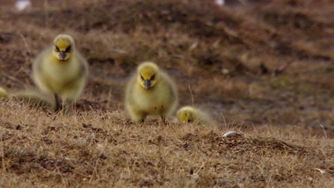 Safari z Knihy džunglí - Epizoda 6/26