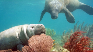 Zvířecí špioni pod hladinou