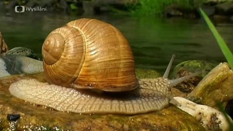 Obyvatelé českých vod - 6/6 Měkkýši