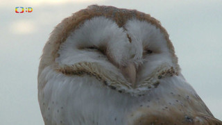 Terčin zvířecí svět