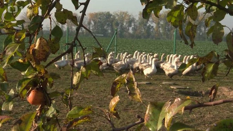 Týden v regionech (Ostrava) - 10. listopadu 2018