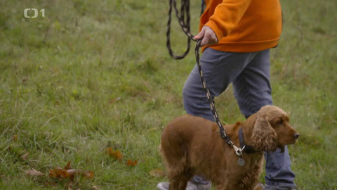Kočka není pes - Svéhlavá Barunka a zlodějská Westa