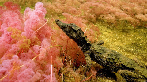 Poslední přírodní ráje - 3/6 Caño Cristales - přírodní unikát