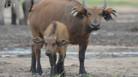 Objektiv - 7. ledna 2018