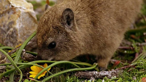 Dobrodružství vědy a techniky - Daman skalní - stvoření mnoha talentů