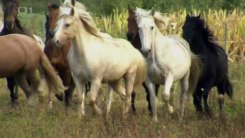 Polopatě - 18. října 2020