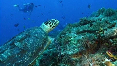 Cestománie - Bismarckovo souostroví