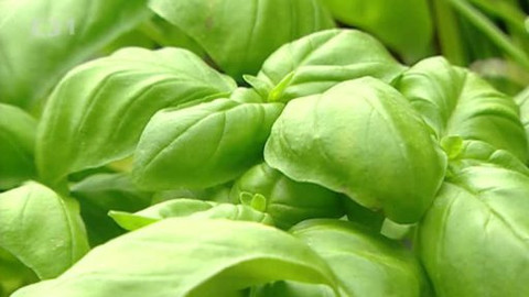 Pod pokličkou - Bazalka je koření k vaření i vonění