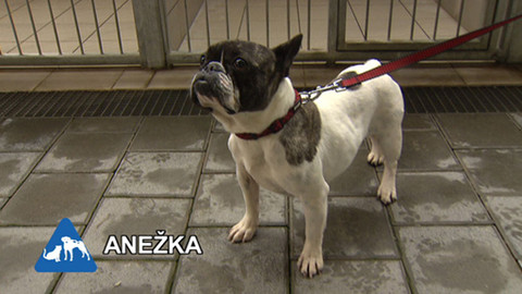 Chcete mě? - Chcete je?