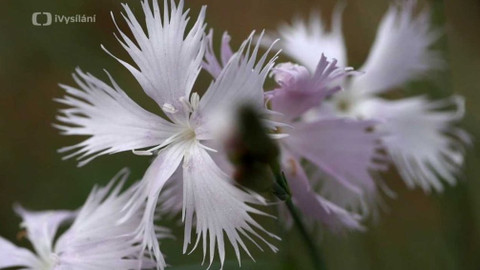 Minuty z přírody - Hvozdík písečný český