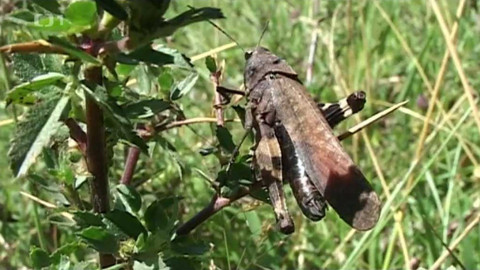 Živé srdce Evropy - Saranče vrzavá