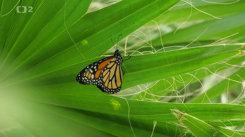 Kvarteto - Výjimečné zahrady