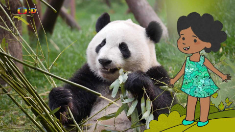 Velká kniha o zvířátkách - Epizoda 17/52