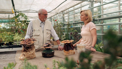 Kouzelné bylinky - Léčivé houby