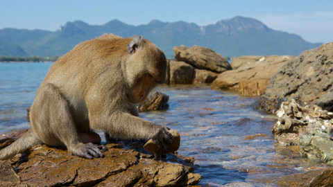 My, chytří primáti - 3/3 Dar inteligence