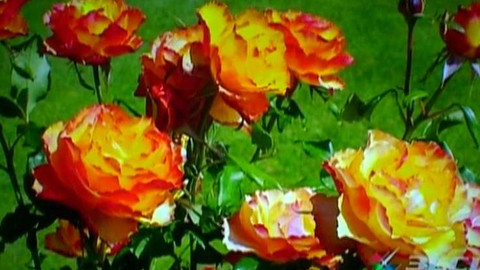 Popularis - 25. října 2005