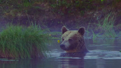 Rok v medvědím sedle - 8/18 Dovede huňáč plavat?