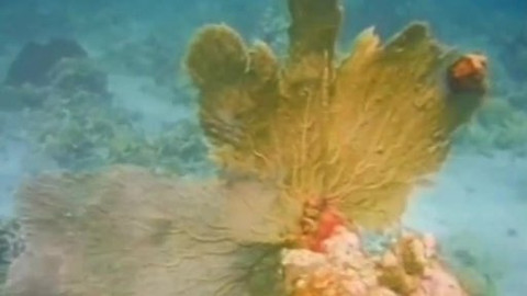 Dětská encyklopedie světa - 2/21 Moře