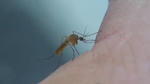 Kapitolky o havěti - 9/10 Komár