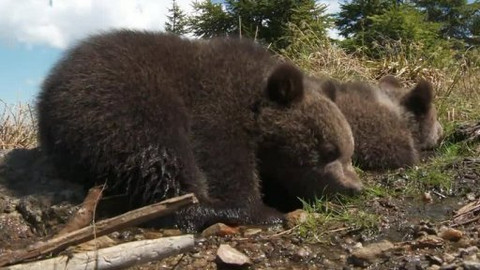 Méďové na cestách - 7/43 Severní Šumava