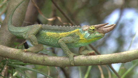 Obdivuhodný svět přírody - Chameleón