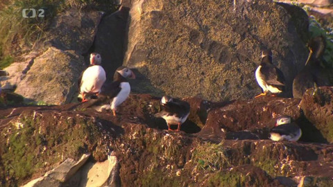 Evropa dnes - Ptačí útes 2