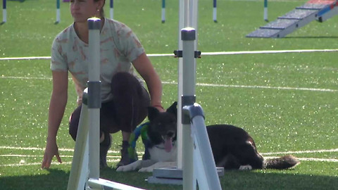 Agility - MČR Praha