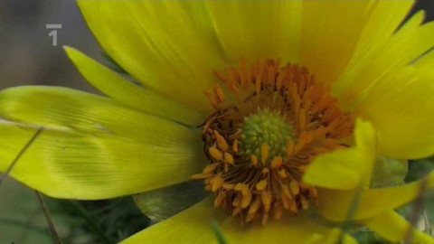 Živé srdce Evropy - Hlaváček jarní