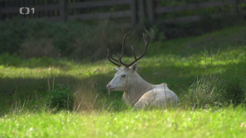 Máme rádi zvířata - 13. května 2024