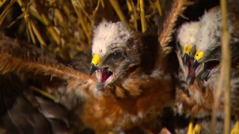 Nedej se! - Ochránce dravců