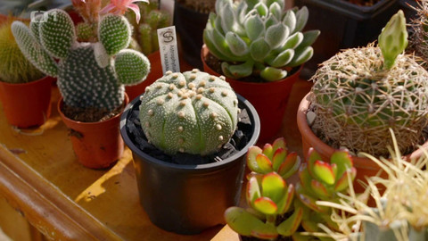 Co naše babičky uměly a na co my jsme zapomněli - Pradědeček kaktus