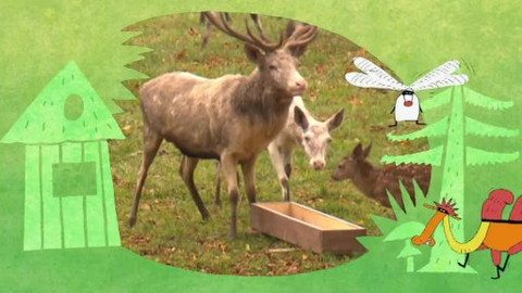 Náš zvěřinec - Kde jeleni nelení