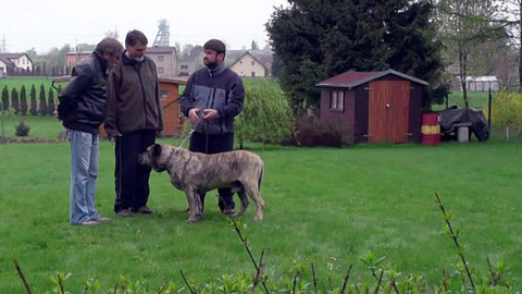 Žiješ jenom 2x - Se psem se to lépe táhne