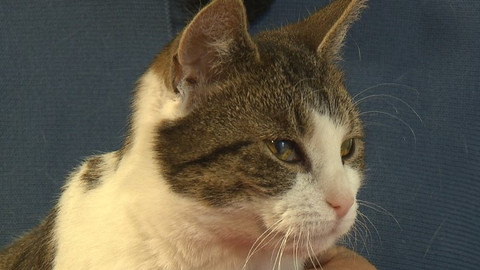 Chcete mě? - Chcete je?