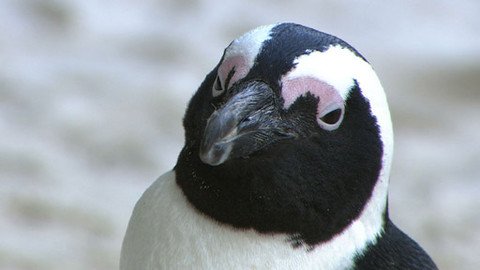 Hvězdy zvířecí říše - 6/32 Nejpodivnější obyvatel města