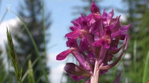 Živé srdce Evropy - Prstnatec bezový