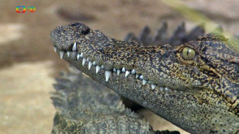 Atlas zvířat - Atlas zvířat