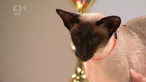 Sama doma - 3. května 2013