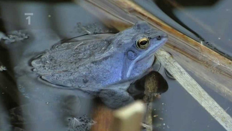 Živé srdce Evropy - Skokan ostronosý