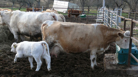 Malá farma - Maso od Lva