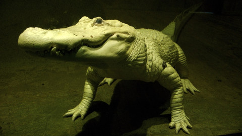 60 zvířecích zabijáků - Epizoda 16/20