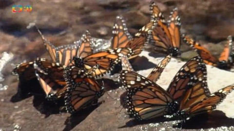 Hvězdy zvířecí říše - 24/32 Pořadatel největšího setkání