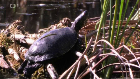 Živé srdce Evropy - Želva bahenní