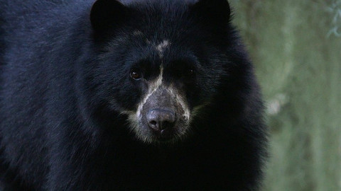 Obdivuhodný svět přírody - Medvěd brýlatý, Ekvádor