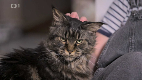 Kočka není pes - Mainské mývalí kočky a stařičký Paketka