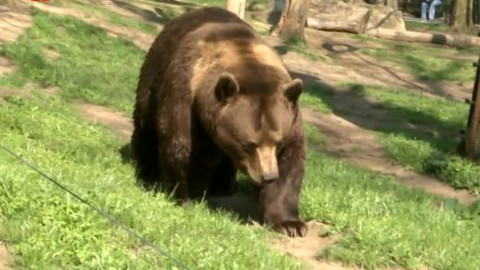 Náš zvěřinec - Za medvědy