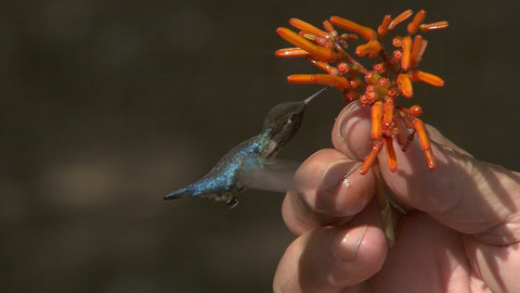 Obdivuhodný svět přírody - Kalypta nejmenší, Kuba