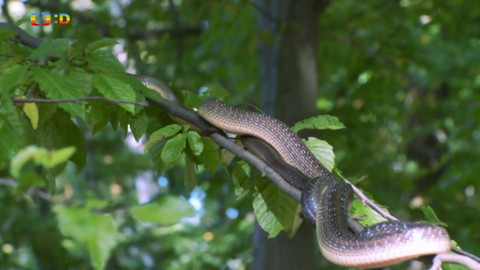 Terčin zvířecí svět - 5. září