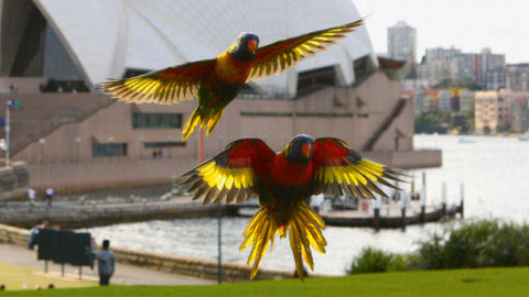 Na ptačích křídlech kolem světa - 5/6 Asie a Austrálie