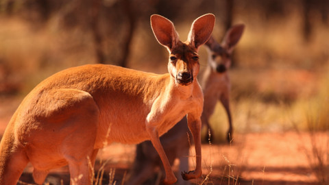 Cesty kolem světa - 7/12 Cesty kolem světa